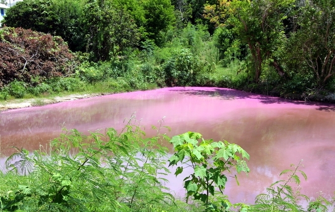 Seymour-Pond-Nature-Reserve-Bermuda bloom pink (1)