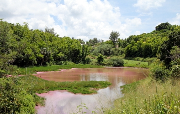 Seymour-Pond-Nature-Reserve-Bermuda bloom pink (2)