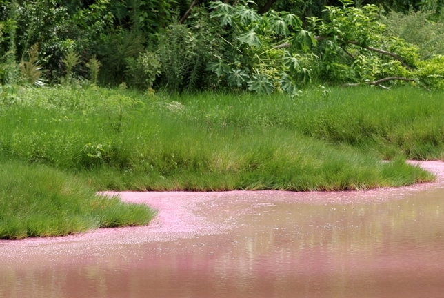Seymour-Pond-Nature-Reserve-Bermuda bloom pink (5)