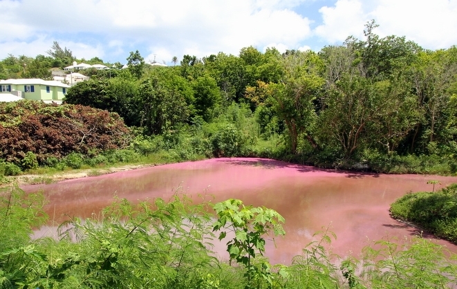 Seymour-Pond-Nature-Reserve-Bermuda bloom pink (6)