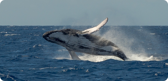 whale watching bermuda