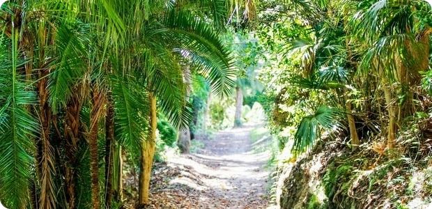 r Bermuda-arboretum-generic