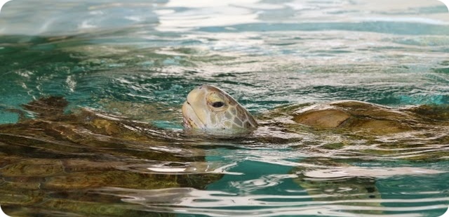 R Bermuda Turtle