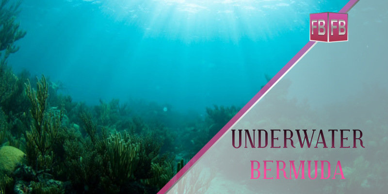 Photo Gallery: Delving Into Underwater Bermuda