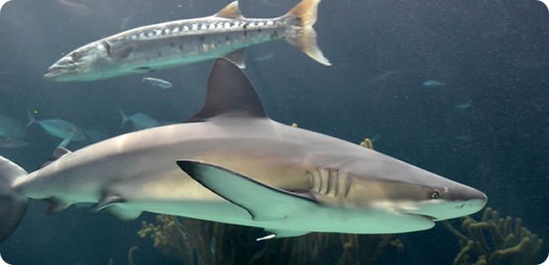 r Aquarium-Shark Bermuda