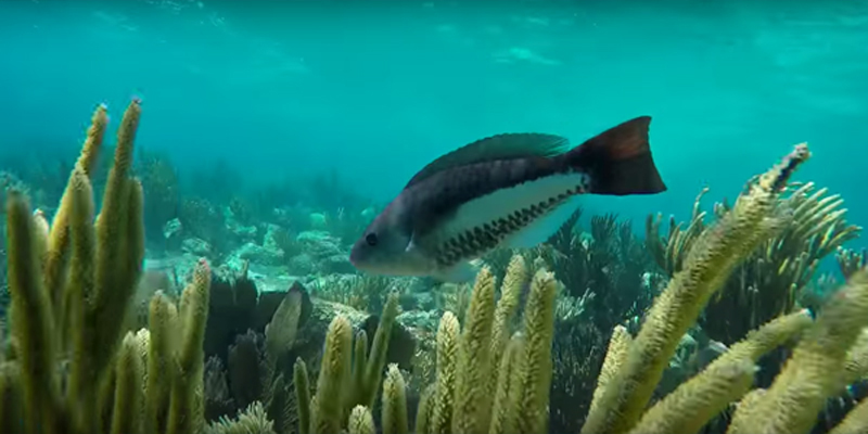 Go-Pro Video Offers Unique Look At Bermuda