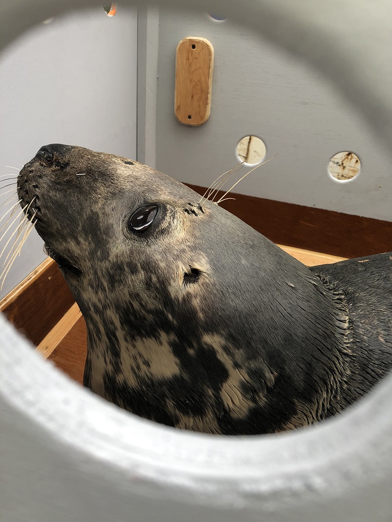 Caring for grey seals