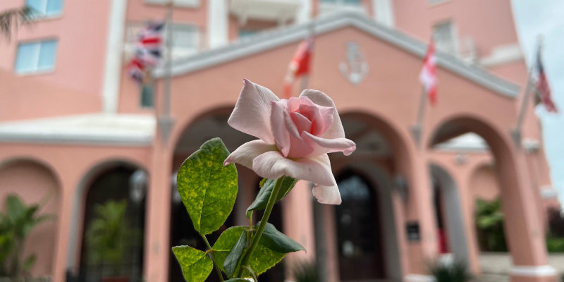 Elle Magazine Praises ‘Island Rose’ Perfume