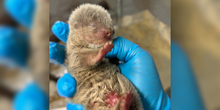 Bermuda’s Zoo Welcomes Three New Small Clawed Otters