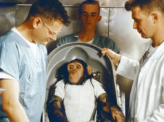 Historic Video: Chimp’s Space Trip Ends In Bermuda