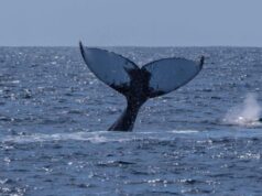 Photos: Humpback Whales In Bermuda Waters