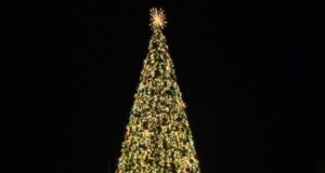 Photos: 2025 Christmas Trees Around The Island