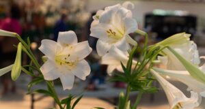 Photos: Exhibits At The 2026 Agricultural Exhibition