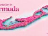 Column: Taxi Association on Transportation in Bermuda
