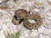 U.S. Specialists & Trained Dogs To Arrive In Bermuda To Help In Rattlesnake Search