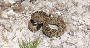 U.S. Specialists & Trained Dogs To Arrive In Bermuda To Help In Rattlesnake Search