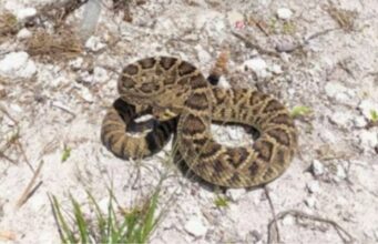 U.S. Specialists & Trained Dogs To Arrive In Bermuda To Help In Rattlesnake Search