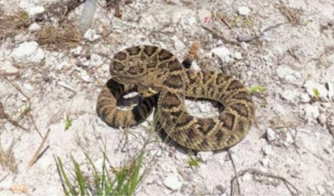 U.S. Specialists & Trained Dogs To Arrive In Bermuda To Help In Rattlesnake Search