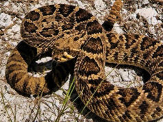 Bermuda Authorities Search For Rattlesnake Reportedly Seen In Southampton