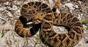 Bermuda Authorities Search For Rattlesnake Reportedly Seen In Southampton
