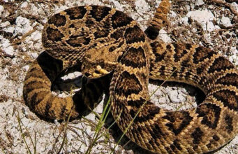 Bermuda Authorities Search For Rattlesnake Reportedly Seen In Southampton