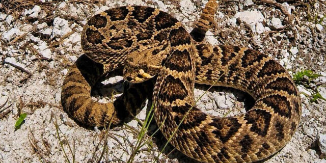 Rattlesnake Bermuda July 2026
