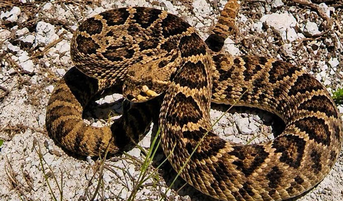 Bermuda Authorities Search For Rattlesnake Reportedly Seen In Southampton