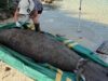 Officials Investigating Manatee Found Dead In Bermuda