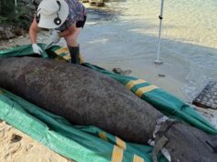 Officials Investigating Manatee Found Dead In Bermuda