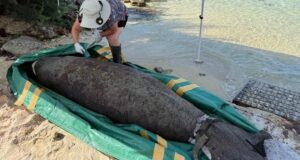 Officials Investigating Manatee Found Dead In Bermuda