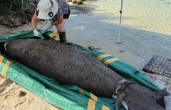 Officials Investigating Manatee Found Dead In Bermuda