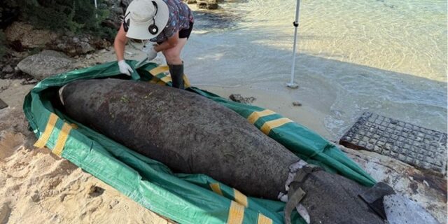 Local Officials Confirm Manatee Found Dead Bermuda Aug 2026 FORB Xfb