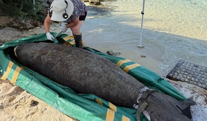 Officials Investigating Manatee Found Dead In Bermuda