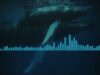 Audio: Researchers Uncover 1949 Bermuda Whale Song