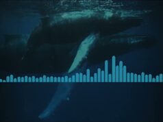 Audio: Researchers Uncover 1949 Bermuda Whale Song