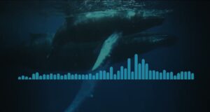 Audio: Researchers Uncover 1949 Bermuda Whale Song