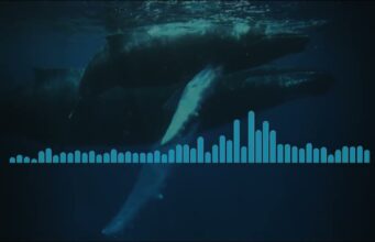 Audio: Researchers Uncover 1949 Bermuda Whale Song