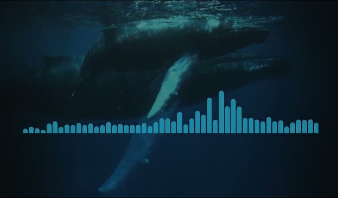 Audio: Researchers Uncover 1949 Bermuda Whale Song